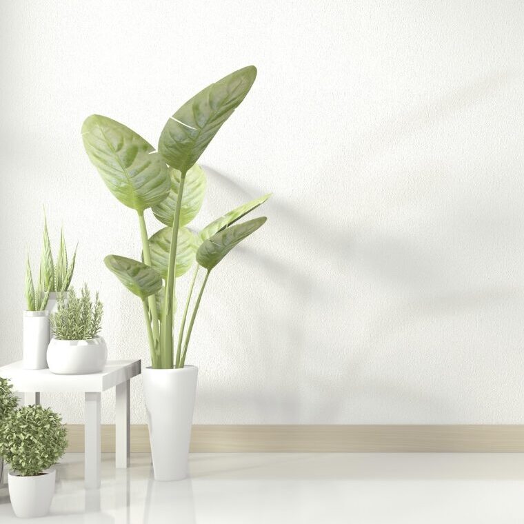 Foto de uma parede branca, um batente de madeira, piso branco e vaso de plantas sem rastros de sujeira do serviço de pintura